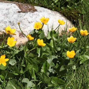 Photographie n°850397 du taxon Caltha palustris L. [1753]