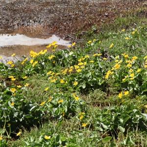 Photographie n°850398 du taxon Caltha palustris L. [1753]