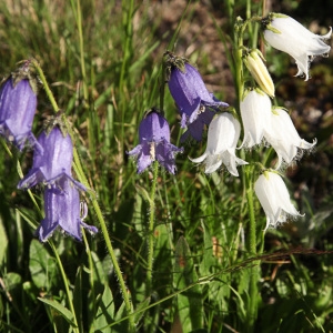 Photographie n°850426 du taxon Campanula barbata L. [1759]