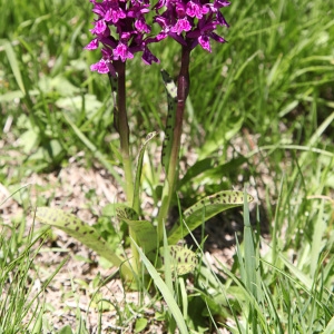 Photographie n°850429 du taxon Dactylorhiza majalis (Rchb.) P.F.Hunt & Summerh. [1965]