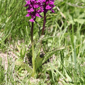 Photographie n°850432 du taxon Dactylorhiza majalis (Rchb.) P.F.Hunt & Summerh. [1965]