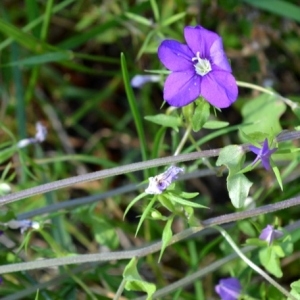 Photographie n°851730 du taxon Legousia speculum-veneris (L.) Chaix [1785]