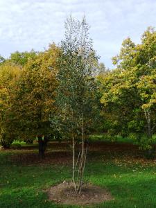 Alain Bigou, le 25 octobre 2015 (La Romieu (La Bourdette))