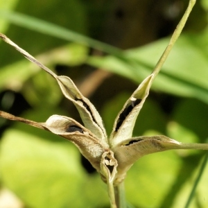 Photographie n°851845 du taxon Nigella arvensis L.