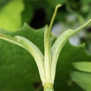 Photographie n°851848 du taxon Nigella arvensis L.