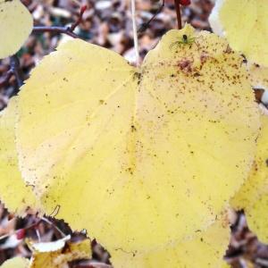 Photographie n°851907 du taxon Tilia cordata Mill. [1768]