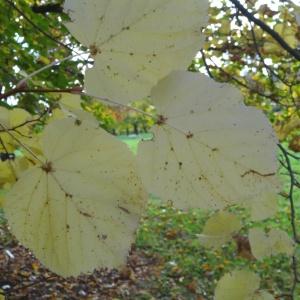 Photographie n°851909 du taxon Tilia cordata Mill. [1768]