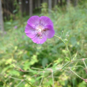 Geranium phaeum var. lividum (L'Hér.) DC.