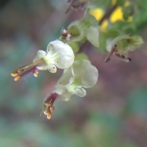 Photographie n°852489 du taxon Teucrium scorodonia L. [1753]