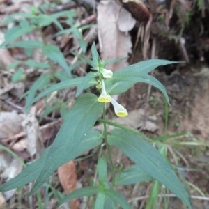 Photographie n°853046 du taxon Melampyrum pratense L.