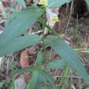 Photographie n°853048 du taxon Melampyrum pratense L.