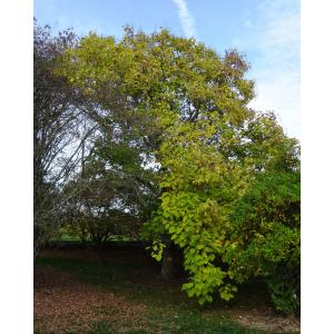 Catalpa ovata G.Don (Catalpa de Chine)