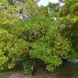 Photographie n°853254 du taxon Magnolia liliiflora Desr. [1792]