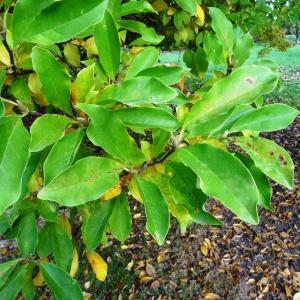 Photographie n°853256 du taxon Magnolia liliiflora Desr. [1792]