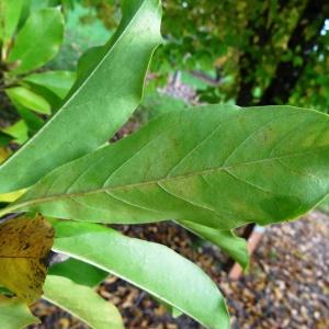 Photographie n°853259 du taxon Magnolia liliiflora Desr. [1792]