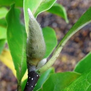 Photographie n°853260 du taxon Magnolia liliiflora Desr. [1792]