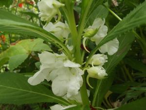 Jean-Claude Echardour, le 30 juillet 2016 (44390 Saffré, France (le chateau))