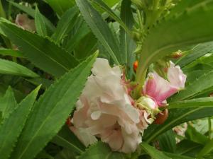 Jean-Claude Echardour, le 30 juillet 2016 (44390 Saffré, France (le chateau))