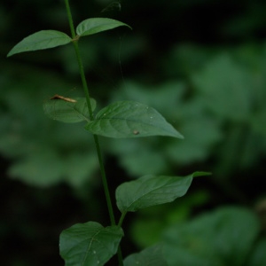 Photographie n°853542 du taxon Circaea lutetiana L. [1753]