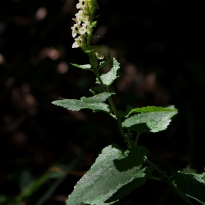 Photographie n°853575 du taxon Teucrium scorodonia L. [1753]