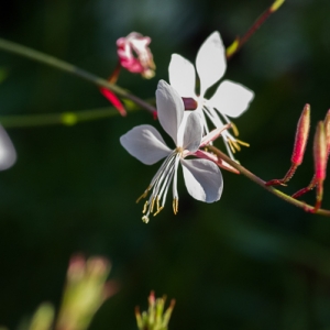  - Oenothera lindheimeri (Engelm. & A.Gray) W.L.Wagner & Hoch [2007]