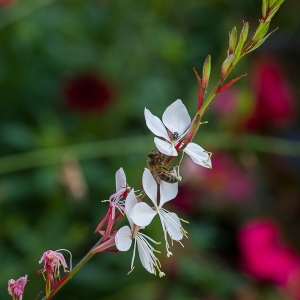  - Oenothera lindheimeri (Engelm. & A.Gray) W.L.Wagner & Hoch [2007]