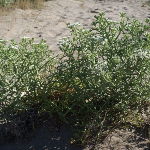 Photographie n°854150 du taxon Echinophora spinosa L. [1753]