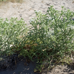 Photographie n°854154 du taxon Echinophora spinosa L. [1753]