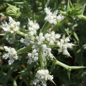 Photographie n°854155 du taxon Echinophora spinosa L. [1753]