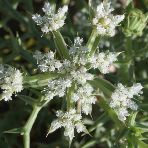 Photographie n°854156 du taxon Echinophora spinosa L. [1753]