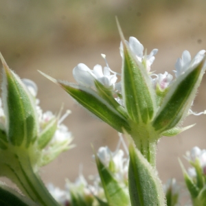 Photographie n°854158 du taxon Echinophora spinosa L. [1753]