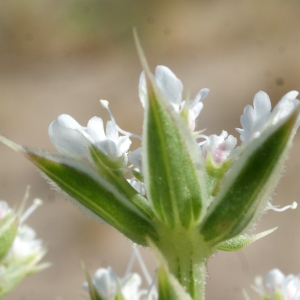 Photographie n°854159 du taxon Echinophora spinosa L. [1753]