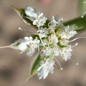 Photographie n°854161 du taxon Echinophora spinosa L. [1753]