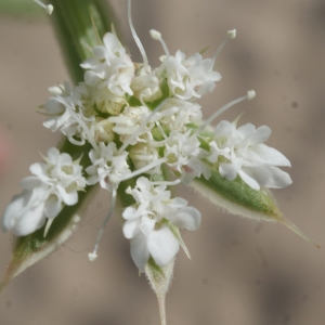 Photographie n°854162 du taxon Echinophora spinosa L. [1753]