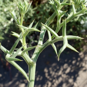 Photographie n°854164 du taxon Echinophora spinosa L. [1753]