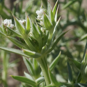 Photographie n°854175 du taxon Echinophora spinosa L. [1753]