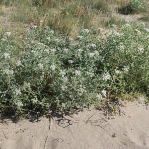 Photographie n°854176 du taxon Echinophora spinosa L. [1753]