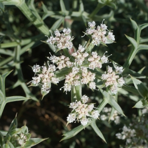 Photographie n°854179 du taxon Echinophora spinosa L. [1753]