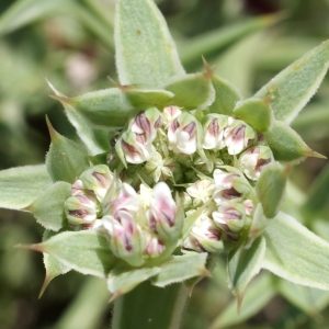 Photographie n°854186 du taxon Echinophora spinosa L. [1753]