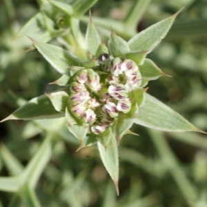 Photographie n°854190 du taxon Echinophora spinosa L. [1753]