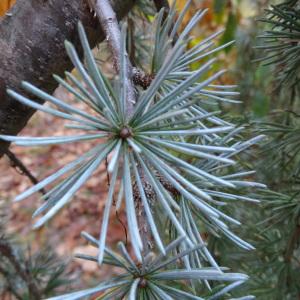 Photographie n°854734 du taxon Cedrus atlantica (Manetti ex Endl.) Carrière [1855]