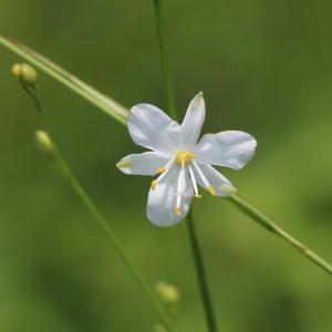 Photographie n°855070 du taxon Anthericum ramosum L. [1753]