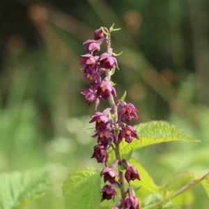 Photographie n°855523 du taxon Epipactis atrorubens (Hoffm.) Besser [1809]