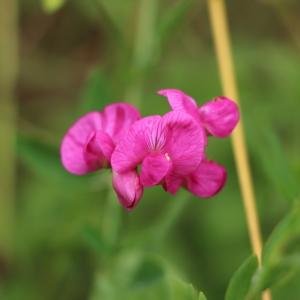 Photographie n°855596 du taxon Lathyrus tuberosus L. [1753]