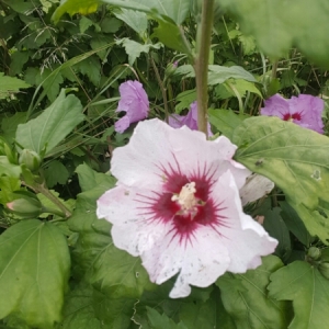 Photographie n°855884 du taxon Hibiscus syriacus L. [1753]