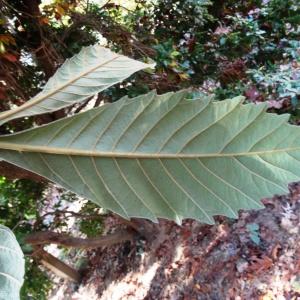 Photographie n°856023 du taxon Eriobotrya japonica (Thunb.) Lindl. [1821]