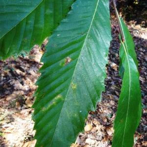 Photographie n°856054 du taxon Castanea sativa Mill.