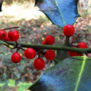 Photographie n°856129 du taxon Ilex aquifolium L.