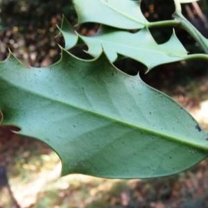 Photographie n°856136 du taxon Ilex aquifolium L.