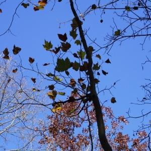 Photographie n°856246 du taxon Platanus orientalis L. [1753]